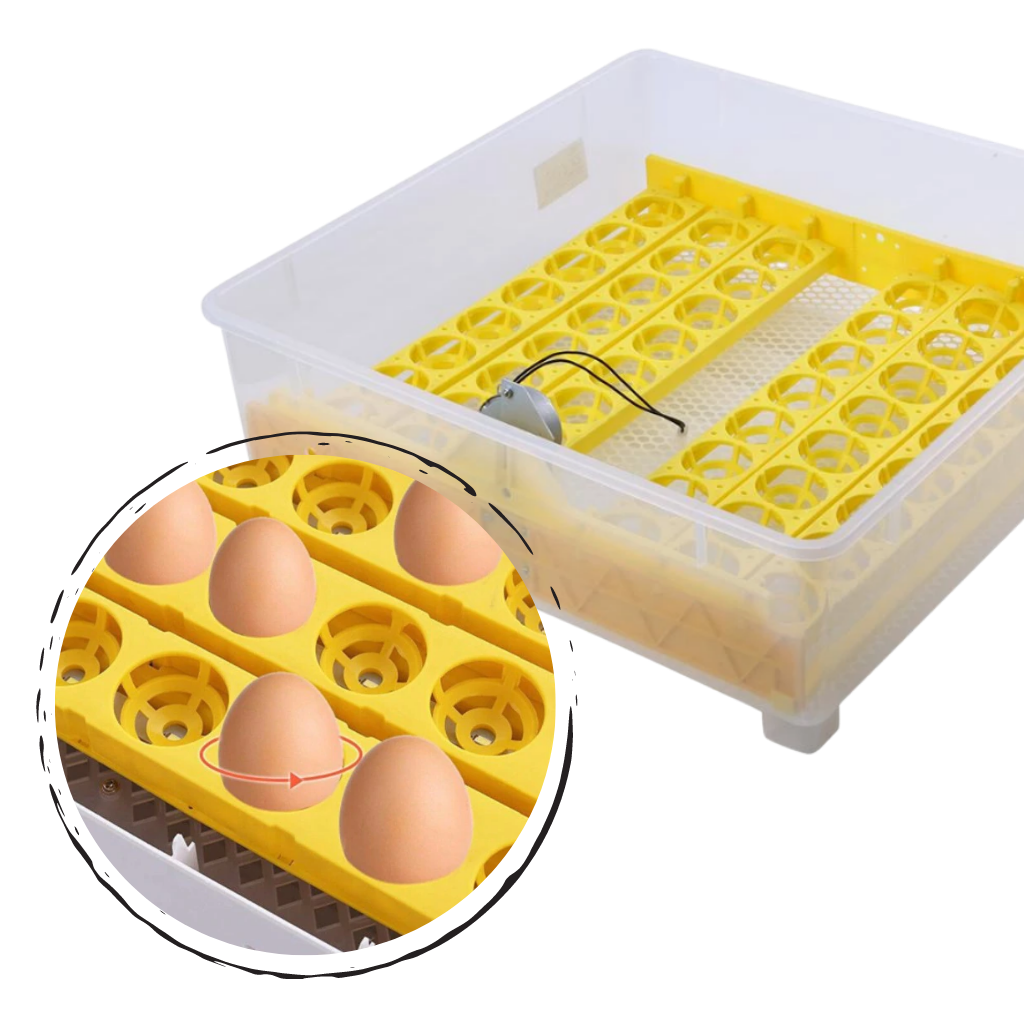 Incubateur automatique d'oeufs (48 oeufs)