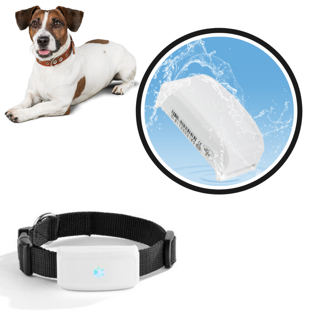 Collier de repérage gps pour animaux de compagnie