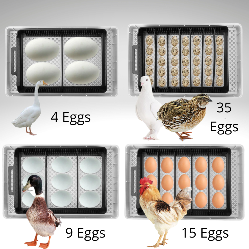 Incubateur automatique d'oeufs