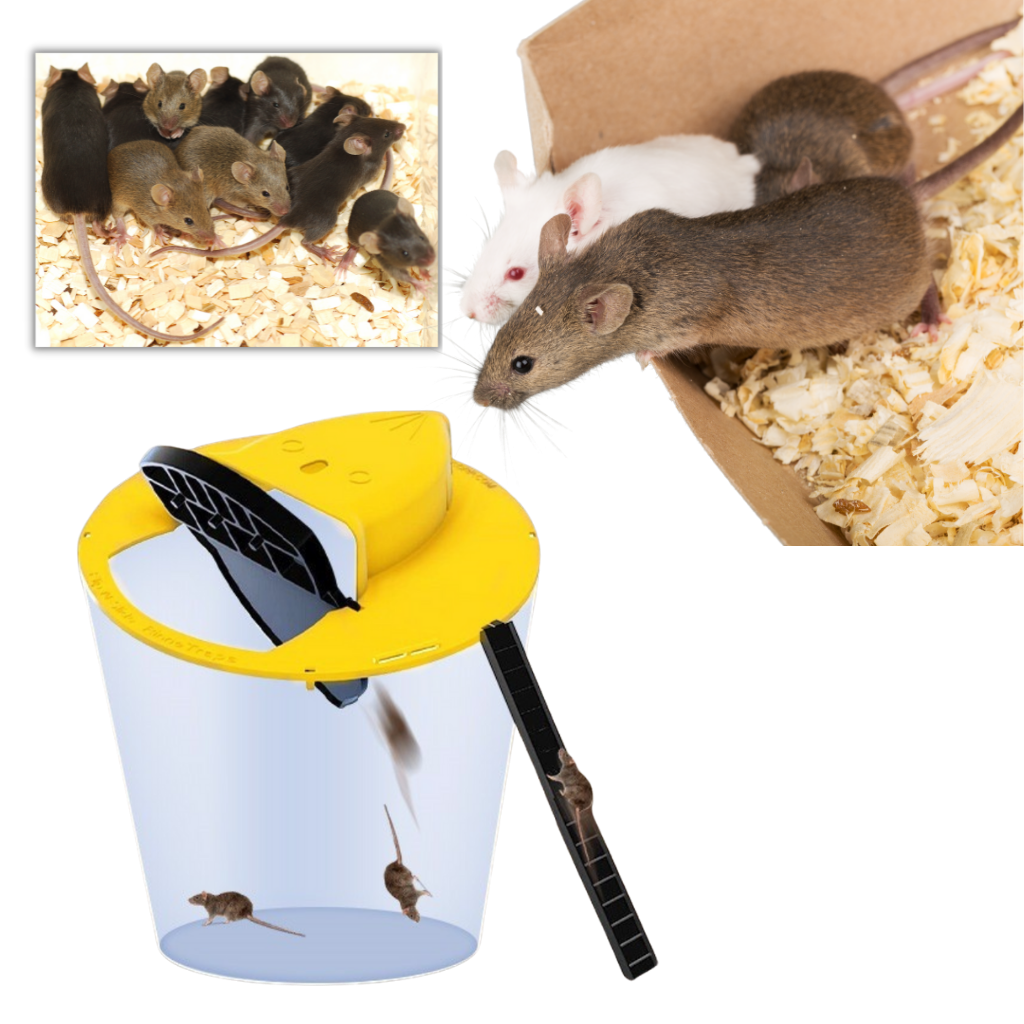 Piège à rats et souris par seau
