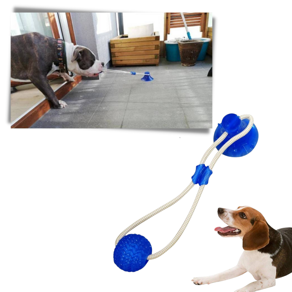 Balle avec ventouse pour chien