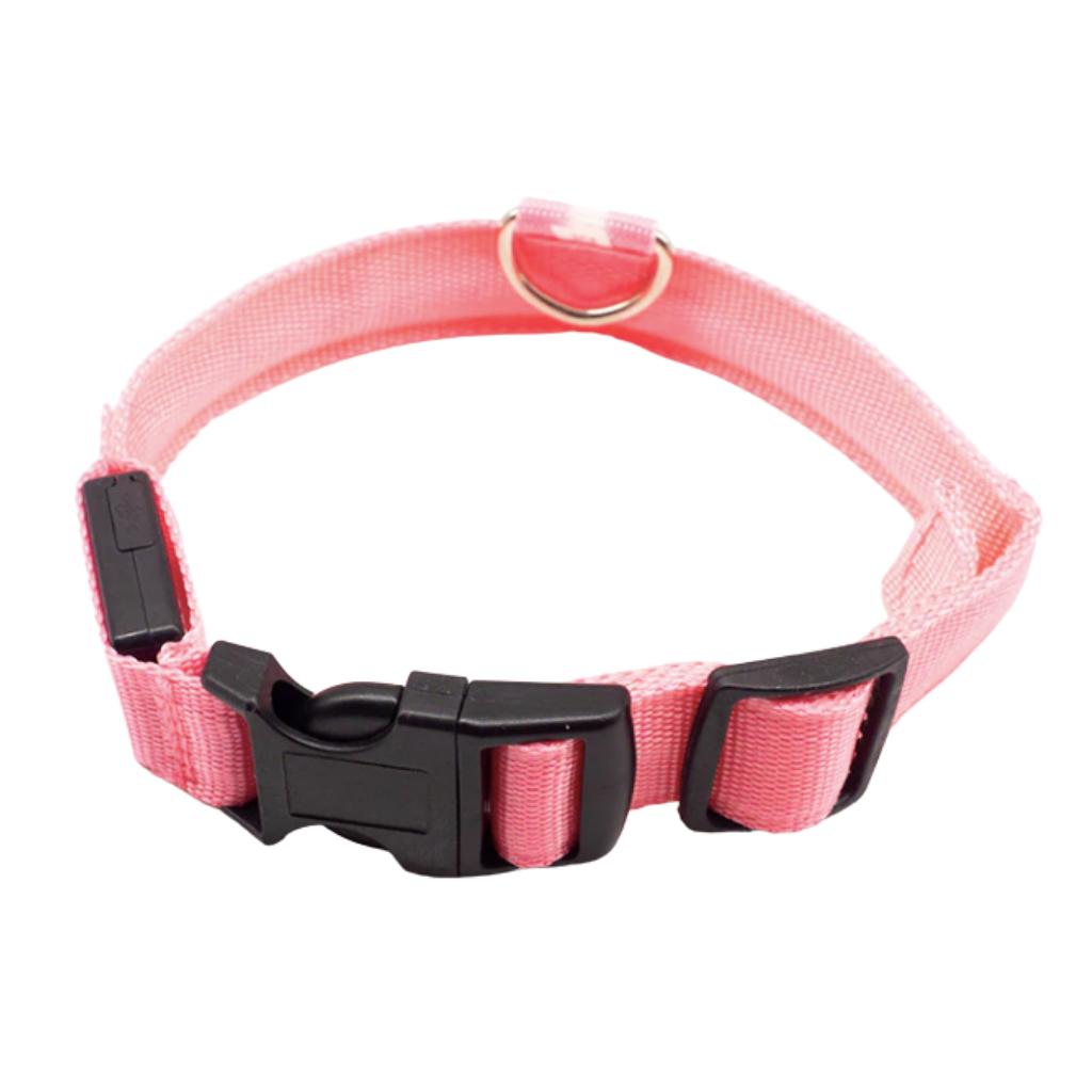 Collier lumineux pour animaux rechargeable par USB