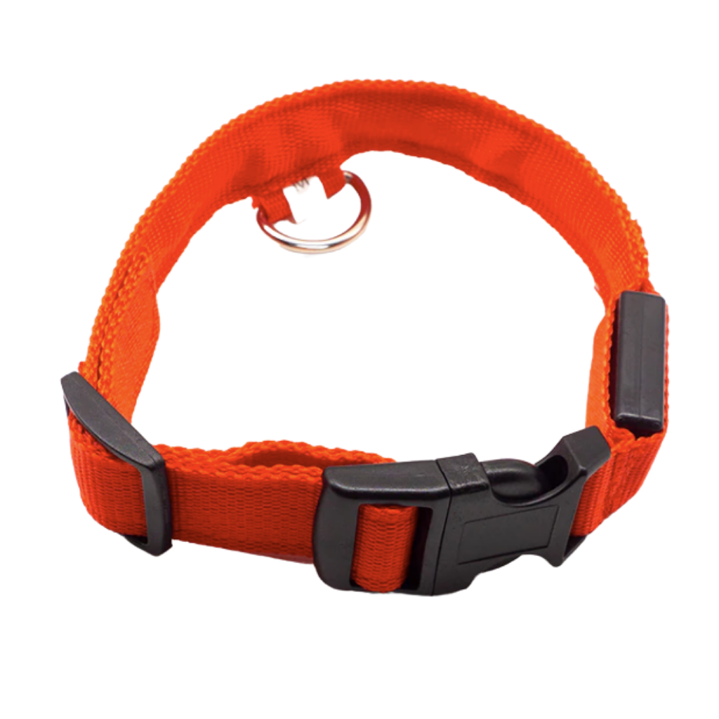Collier lumineux pour animaux rechargeable par USB