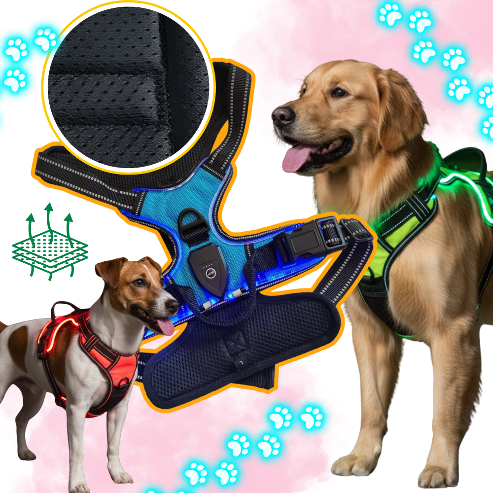 Harnais pour chien avec lumière LED clignotante