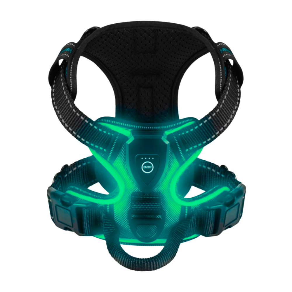Harnais pour chien avec lumière LED clignotante