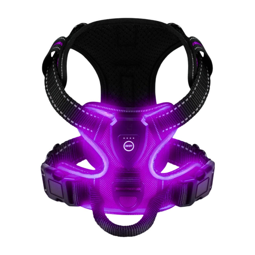 Harnais pour chien avec lumière LED clignotante