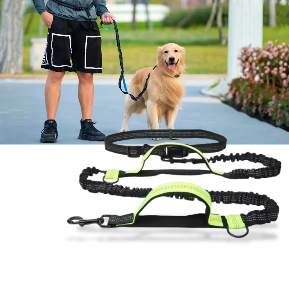 Laisse de sécurité mains-libres pour chien